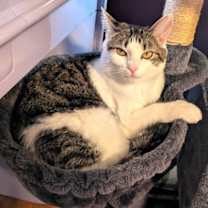 Thumbnail photo of KITTEN EDIE #2