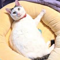 Thumbnail photo of KITTY MOMA LILY #4