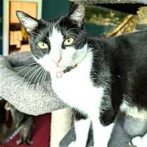 Thumbnail photo of KITTY MY MY MY DELILAH #1