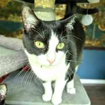 Thumbnail photo of KITTY MY MY MY DELILAH #2