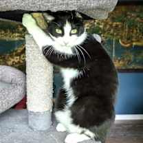 Thumbnail photo of KITTY MY MY MY DELILAH #3