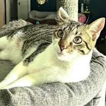 Thumbnail photo of KITTEN HERMAN #1