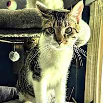 Thumbnail photo of KITTEN HERMAN #2