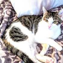 Thumbnail photo of KITTEN EDIE #1