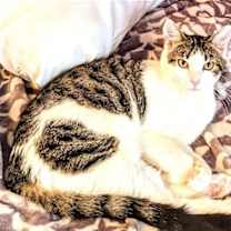 Thumbnail photo of KITTEN EDIE #2