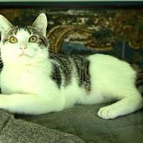 Thumbnail photo of KITTEN EDIE #3