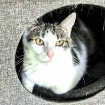 Thumbnail photo of KITTEN EDIE #4