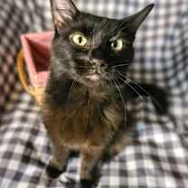 Thumbnail photo of Bella #1