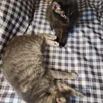 Thumbnail photo of Bella #2