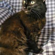 Thumbnail photo of Bella #3