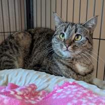 Thumbnail photo of Pinkie #4