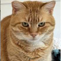 Thumbnail photo of MOMMA CAT (adopt w/Kiwi) #2