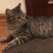 Thumbnail photo of Lily - Petsmart Plantation Foster Home #2