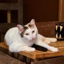 Thumbnail photo of Tori #2