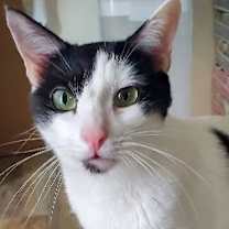 Thumbnail photo of Romeo #1