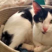 Thumbnail photo of Romeo #2