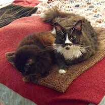 Thumbnail photo of Shadow (& Chinchilla) [CP] #2