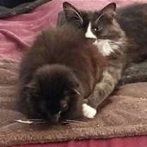 Thumbnail photo of Shadow (& Chinchilla) [CP] #3