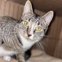 Thumbnail photo of Bootsie #3