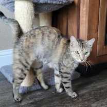 Thumbnail photo of JASMIN #3