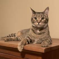 Thumbnail photo of Miss LILY  - GRAY Tabby KITTY GIRL #1