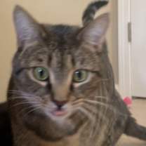 Thumbnail photo of Miss LILY  - GRAY Tabby KITTY GIRL #2