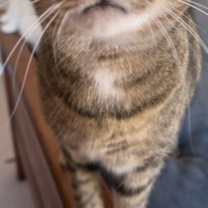 Thumbnail photo of Miss LILY  - GRAY Tabby KITTY GIRL #3