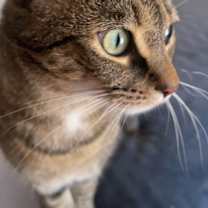 Thumbnail photo of Miss LILY  - GRAY Tabby KITTY GIRL #4