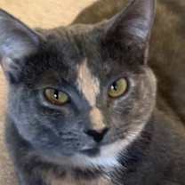 Thumbnail photo of ZOEY - Lovely Gray/pink - Calico kitty! #1