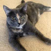 Thumbnail photo of ZOEY - Lovely Gray/pink - Calico kitty! #2