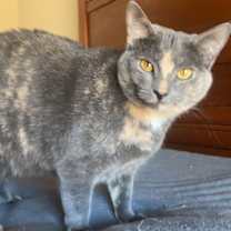 Thumbnail photo of ZOEY - Lovely Gray/pink - Calico kitty! #3