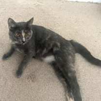 Thumbnail photo of ZOEY - Lovely Gray/pink - Calico kitty! #4