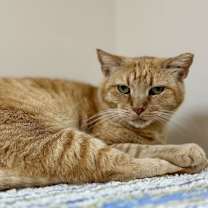 Thumbnail photo of Valentine #4