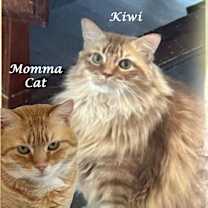 Thumbnail photo of MOMMA CAT (adopt w/Kiwi) #3