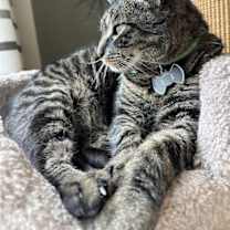 Thumbnail photo of Stolzen #3