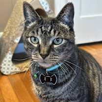 Thumbnail photo of Stolzen #4