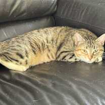 Thumbnail photo of Bella (158) #1