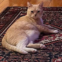 Thumbnail photo of Mowgli #4