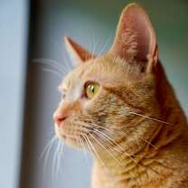 Thumbnail photo of Nelson #2