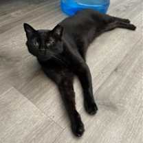 Thumbnail photo of Magic #1