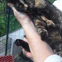 Thumbnail photo of Starshine #1