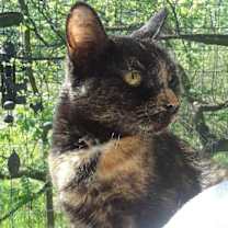 Thumbnail photo of Starshine #4