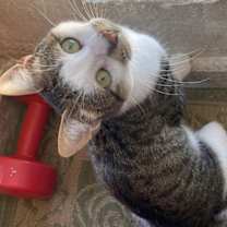 Thumbnail photo of Biscuit #1