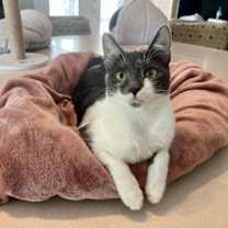 Thumbnail photo of Octavia #1