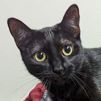 Thumbnail photo of Moxie #1