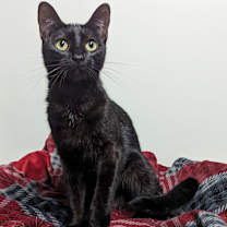 Thumbnail photo of Moxie #2
