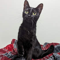Thumbnail photo of Moxie #3
