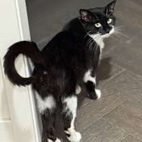 Thumbnail photo of Nerine #1