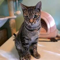 Thumbnail photo of Eddie (Munster) #1