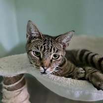 Thumbnail photo of Eddie (Munster) #2